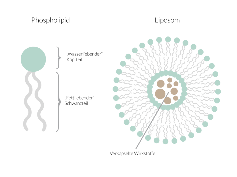 Liposomen in Kosmetik
